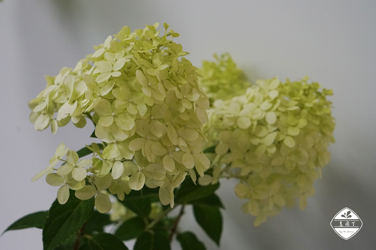 不与群芳争春色淡留清气满乾坤,不与群芳争艳只待盛开