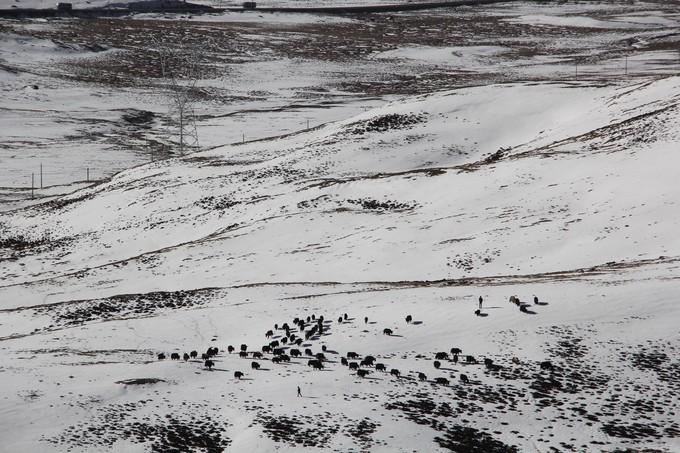 *藏西**，我历经十里桃花劫，只为寻心之所往