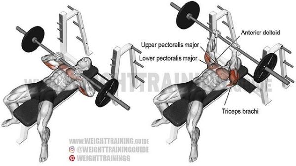 综合健身锻炼肌肉的正确方法,基础健身肌肉训练方法