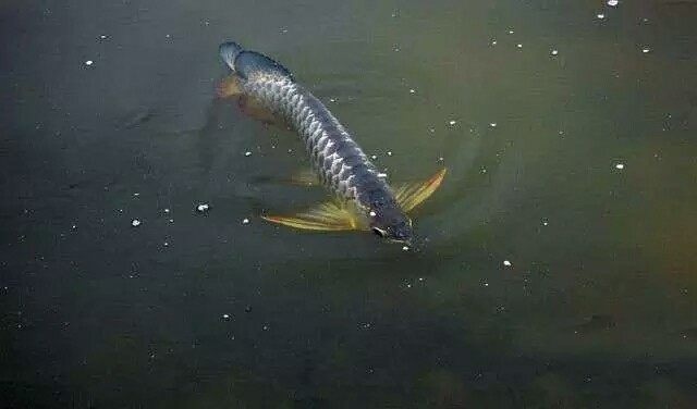 野生过背金龙,过背金龙种类