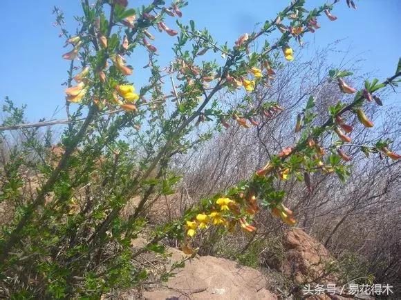 金雀南雀和北雀区别,金雀品种是南雀好还是北雀好