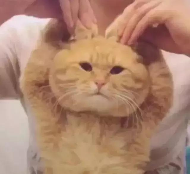 外地人从广东去香港最新入境政策,广东人去香港需要什么证件和流程