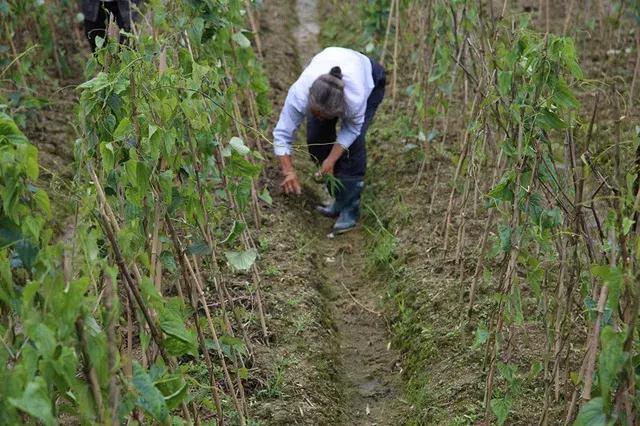 山药后期除草,山药种植怕除草剂吗
