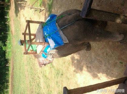 尼泊尔印度斯里兰卡穷游篇 (尼泊尔1000元穷游攻略详细版)