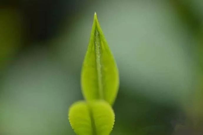 湖北42个示范村名单,湖北省重磅村名单