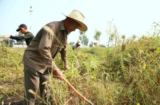 一棵就能产2万果实,哪种菊花可以长期种植