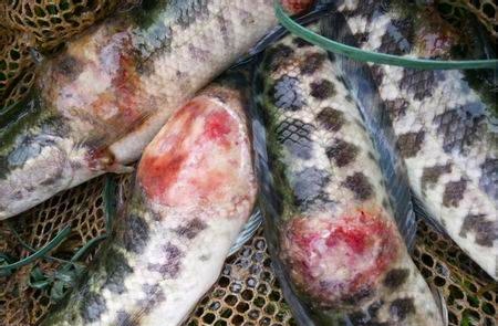 水产养殖鱼体烂身病、打印病病因与症状