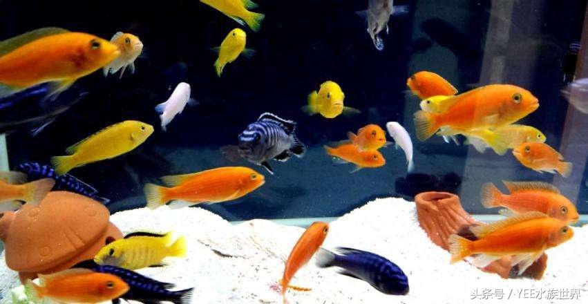 网上买鱼要注意什么,新手网上买鱼好吗