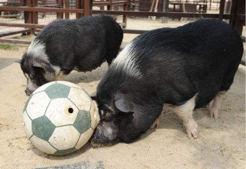 猪组成球队与天之骄子的足球比赛
