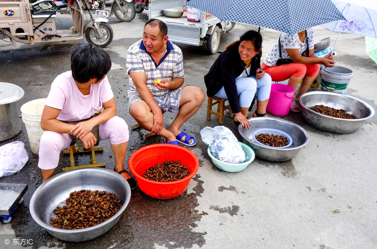 农村的金蝉怎么养殖,养殖金蝉对果树有害么