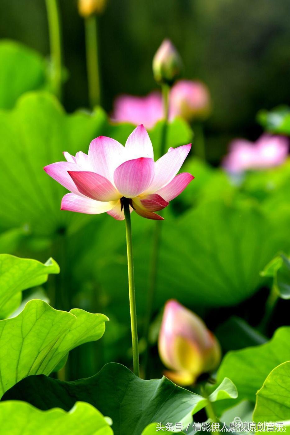 荷花之歌,立夏荷花音乐