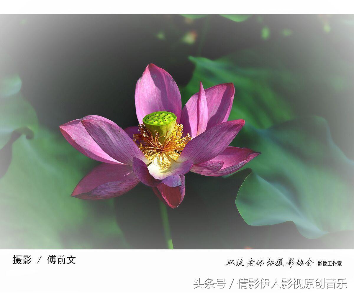 荷花之歌,立夏荷花音乐