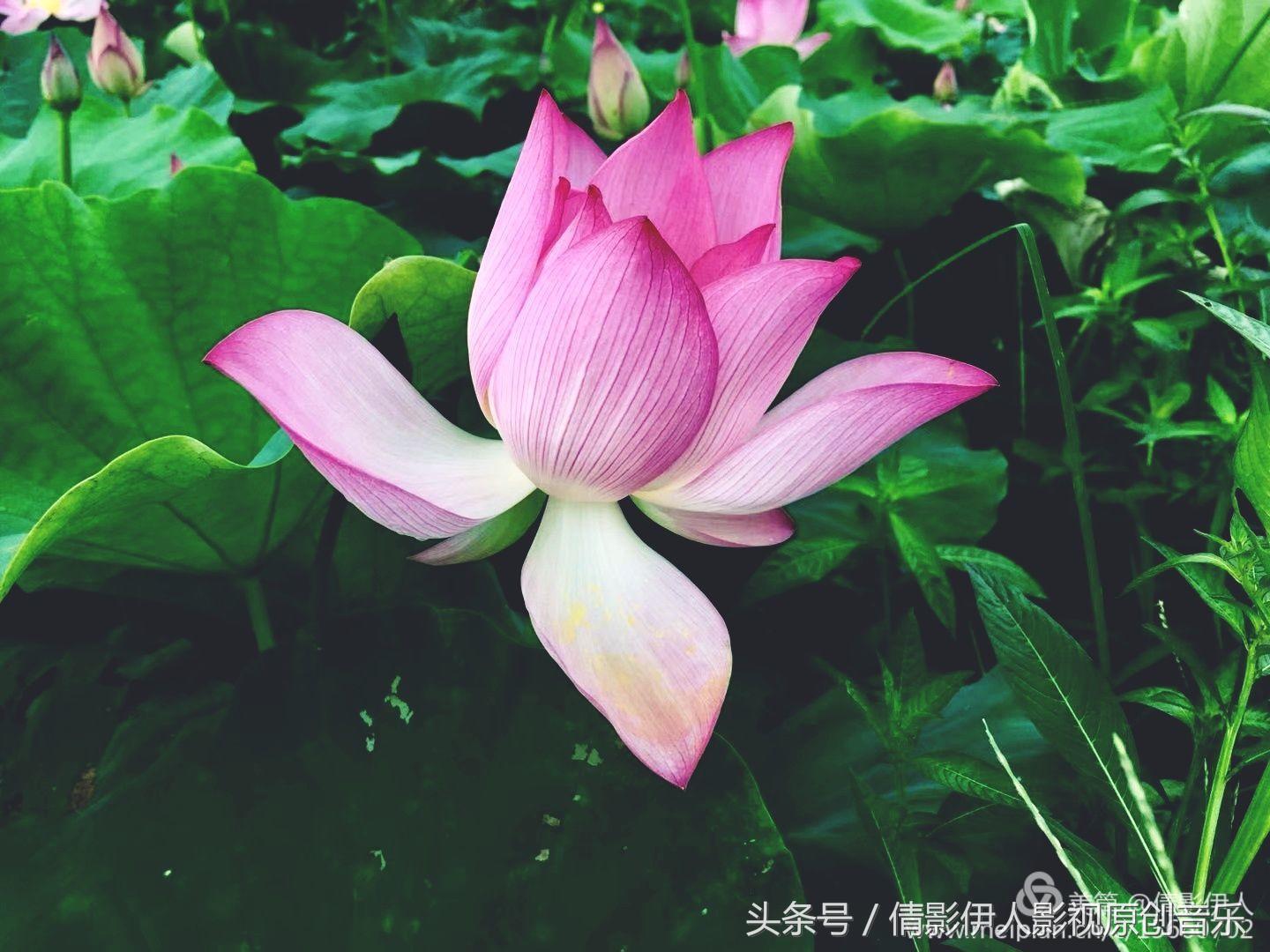 夏荷晕倒在海教官怀里,夏荷最美的十首诗