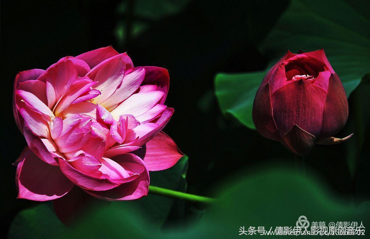 夏荷晕倒在海教官怀里,夏荷最美的十首诗