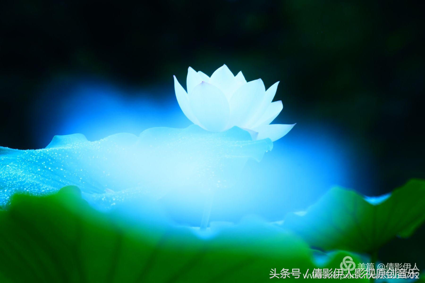 荷花之歌,立夏荷花音乐