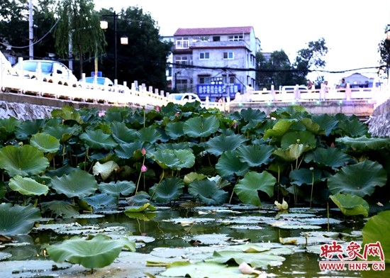 鹿邑五河:荷花盛开别样红