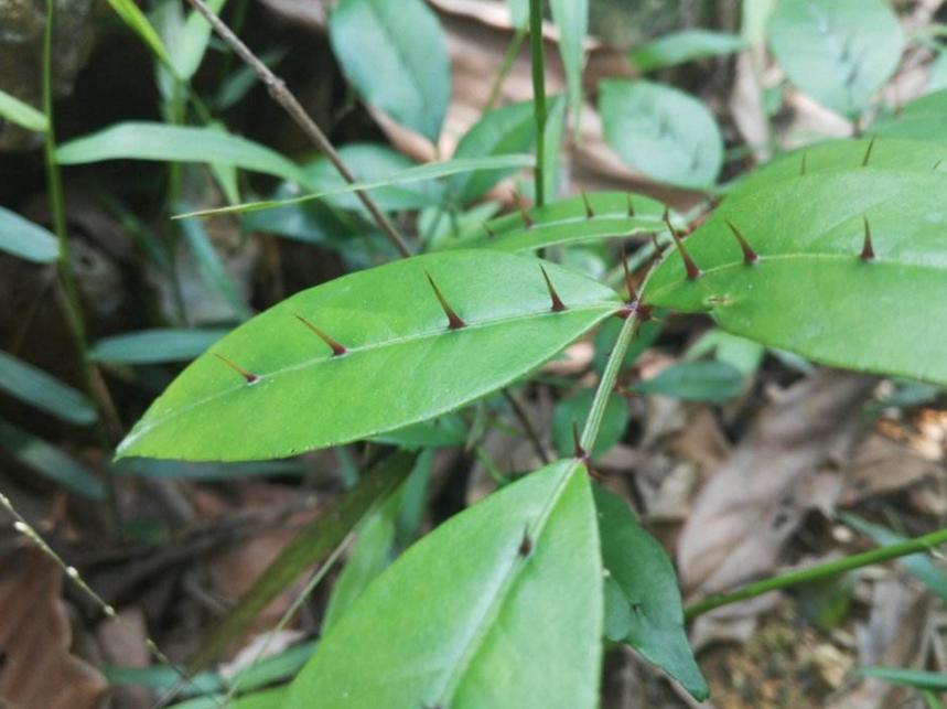两面针中药的历史记载,中药两面针功效主治