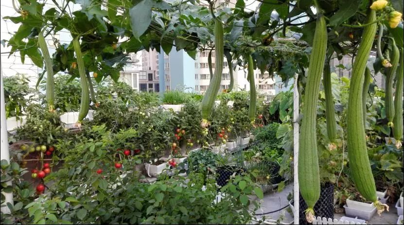 楼顶菜园土层多厚好,顶楼菜园如何防风