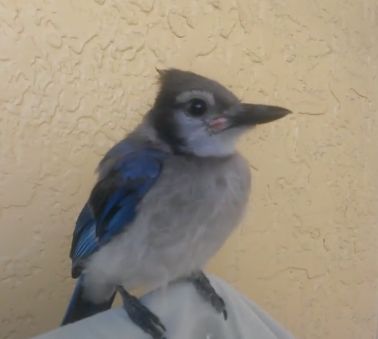 万物皆有灵救了蛇王一命,万物皆有灵救了一只狼崽