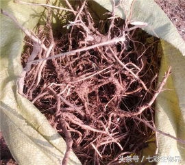 艾草辨别,识别艾草