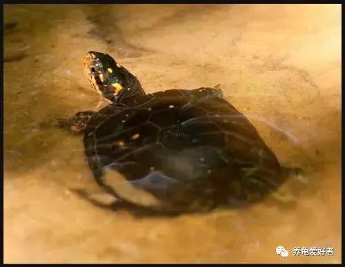养龟灵的正确使用方法,养小草龟的正确方法