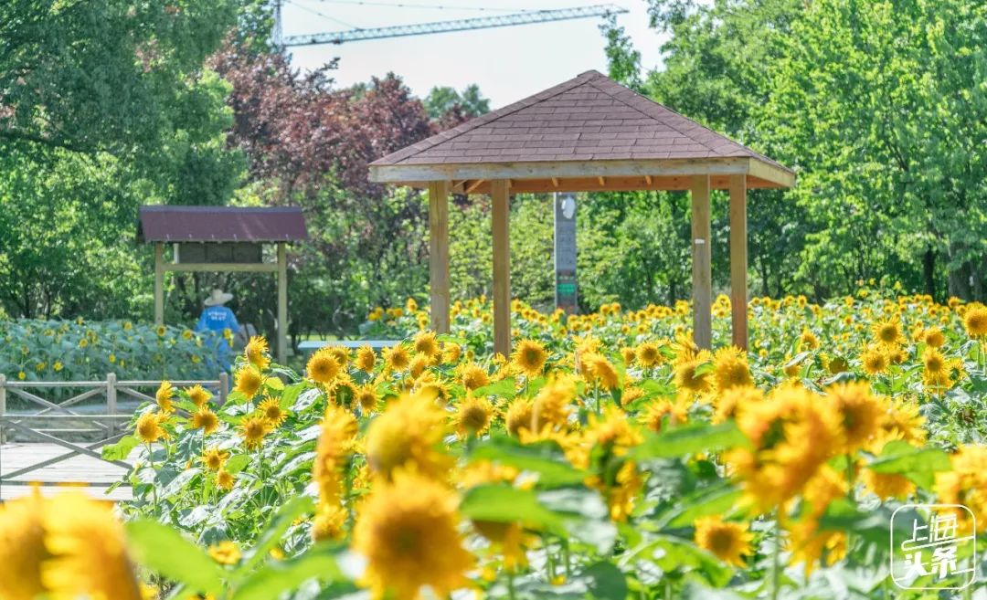 向日葵花海上海旅游攻略,上海市中心有一片向日葵花海
