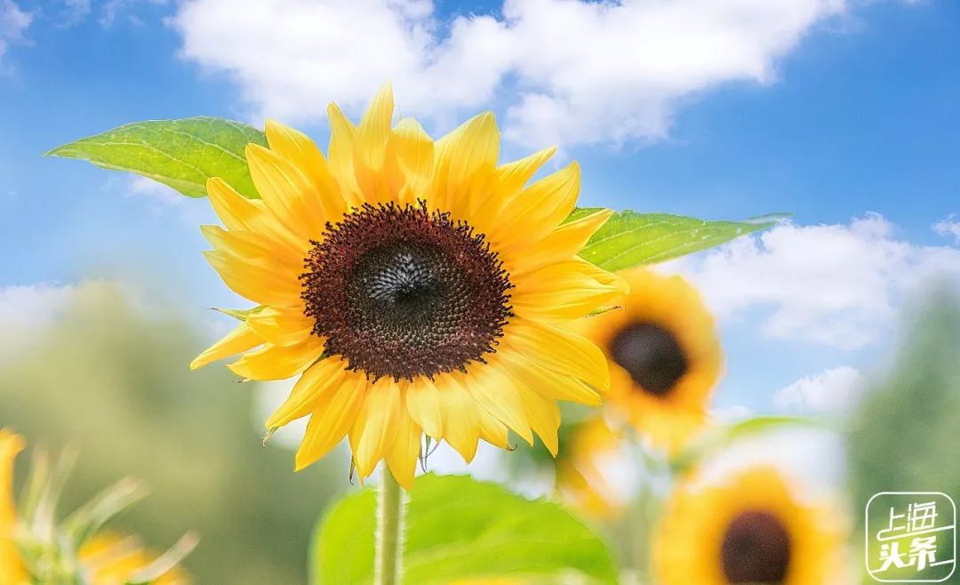 向日葵花海上海旅游攻略,上海市中心有一片向日葵花海