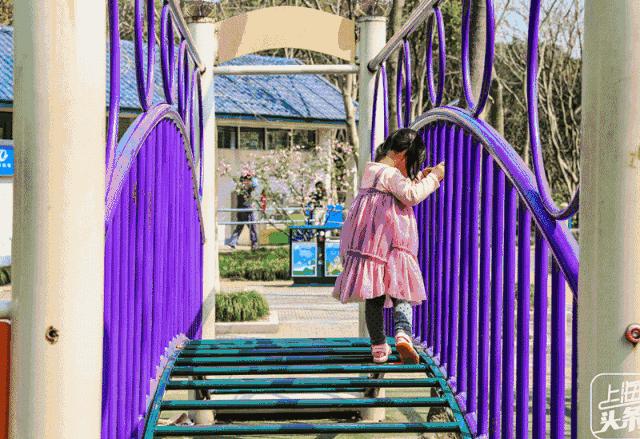 上海罗泾向日葵花田,上海各公园向日葵花海即将盛放