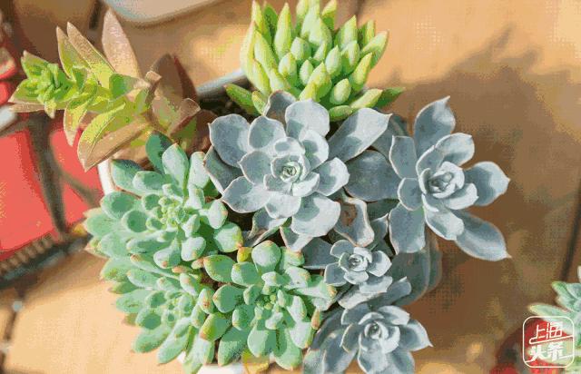 向日葵花海上海旅游攻略,上海市中心有一片向日葵花海