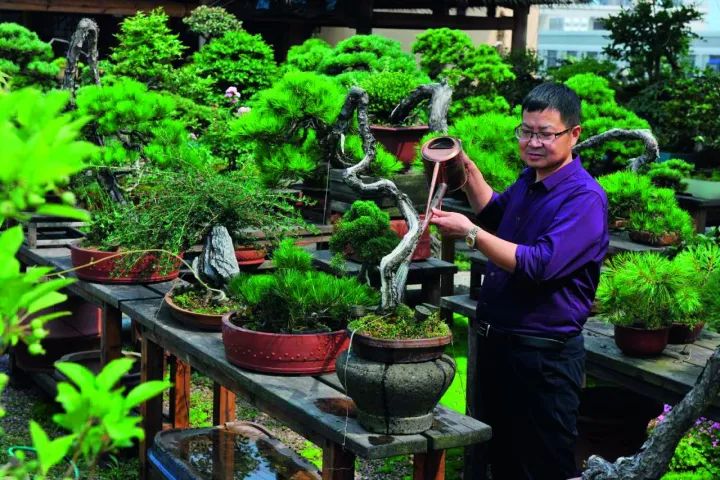 黄山松全部价格表,黄山松价格多少钱一棵