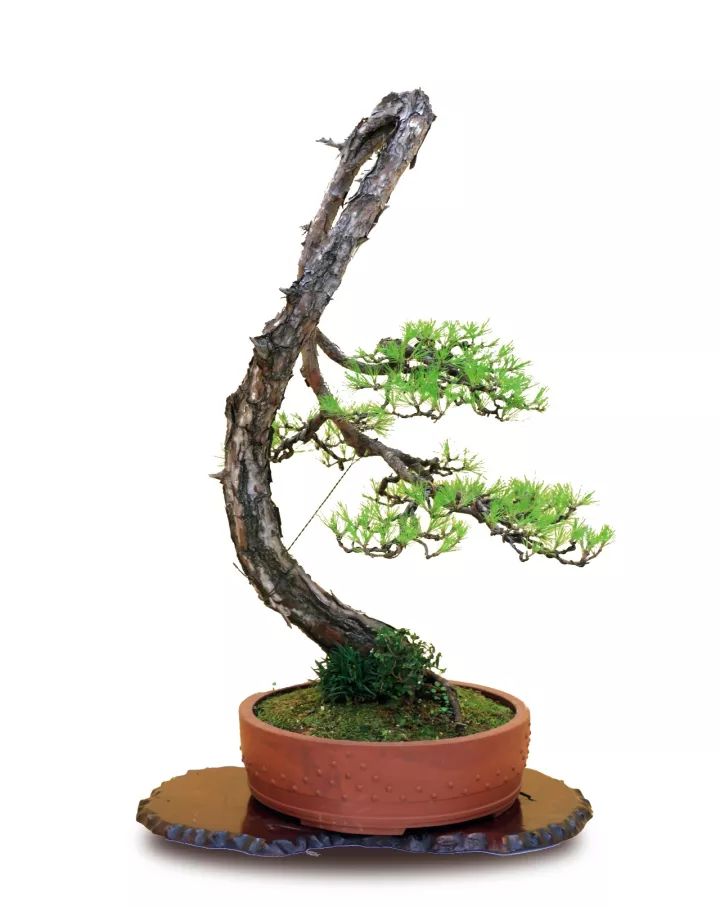 黄山松生桩怎样种成活率高,黄山松值多少钱