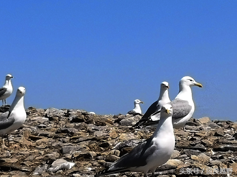 你问我归来由何方，我指着外蒙的方向