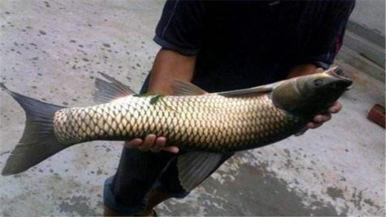 夏钓草鱼5大爆护技巧,第一次拿出来分享,高手绕道