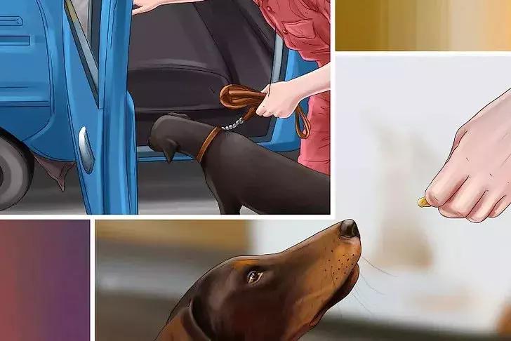 猫狗晕车淌口水,猫狗坐车需要注意什么