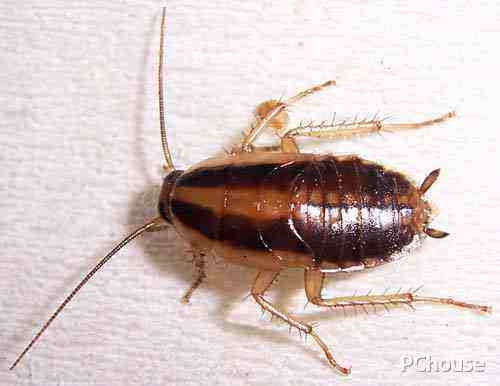 为什么蟑螂能抗辐射,为什么蟑螂怕辐射