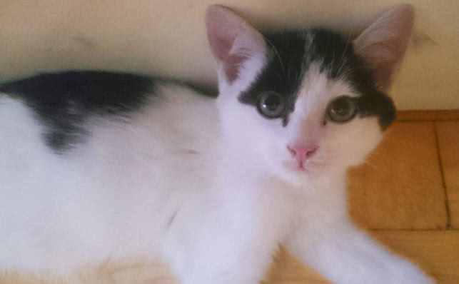 肾衰竭的猫救回来可以活多久,花20万救拉布拉多