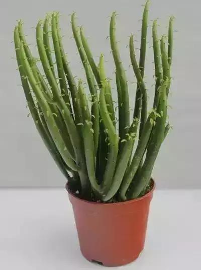 山东多肉小朋友,淄博养多肉