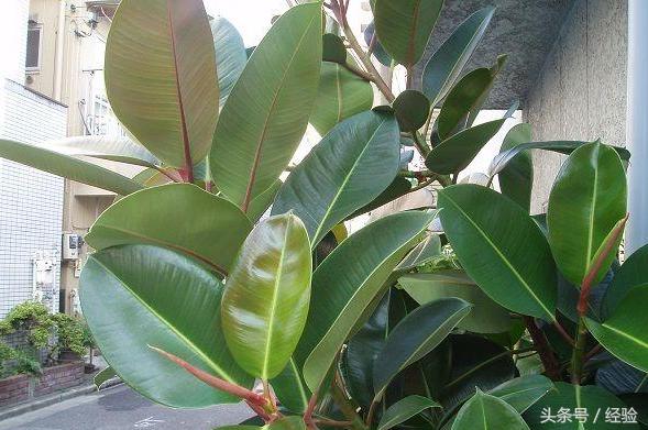 橡皮树生长小技巧,橡皮树生长的各个阶段