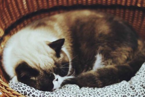 佛系喵什么意思,稀奇佛系猫