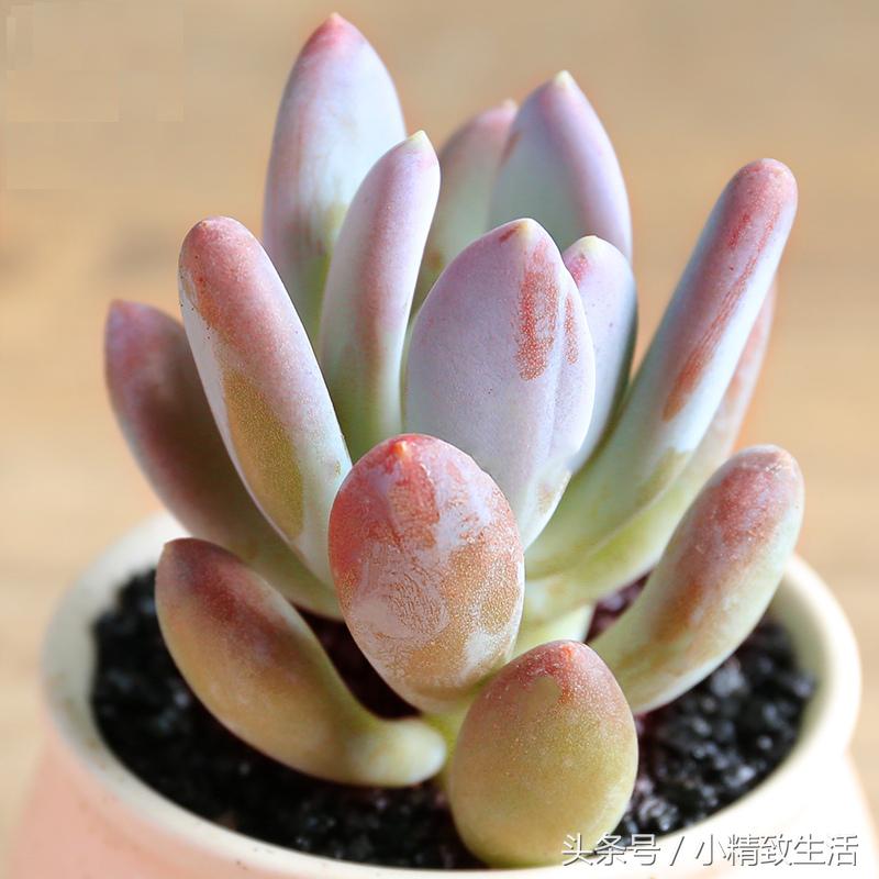 多肉植物中的四大美人,多肉植物十大美人