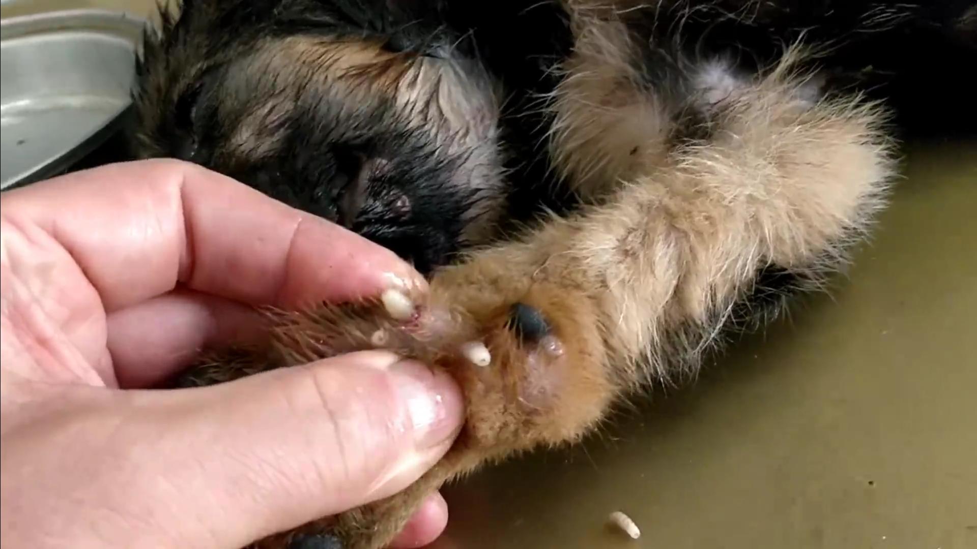 流浪狗被救眼中含泪,救助长蛆的流浪狗