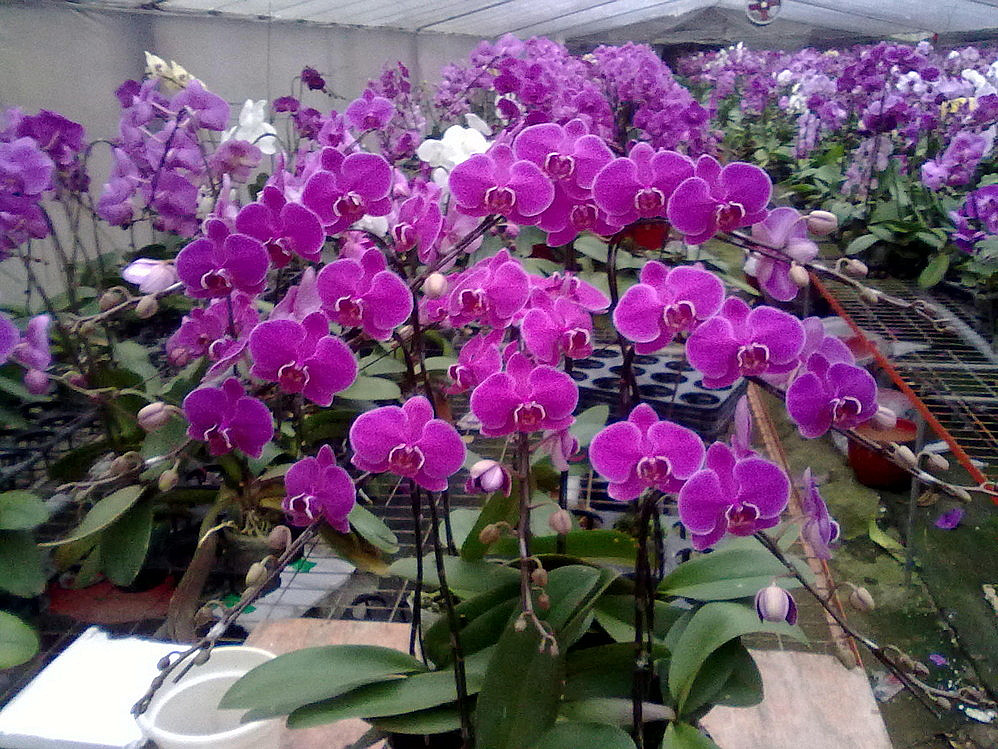 蝴蝶兰烂根的原因和处理方法,蝴蝶兰开始烂根怎么办