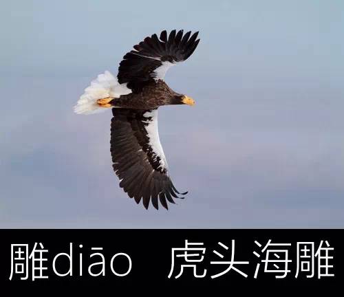 带你认识几个主播,带你认识几种常见的野菜