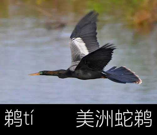 璁よ瘑楦熷瓧,楦熺殑16涓父瑙佸瓧