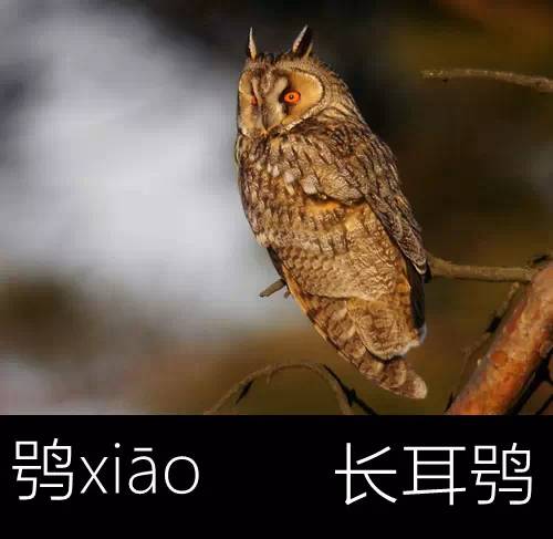 璁よ瘑楦熷瓧,楦熺殑16涓父瑙佸瓧