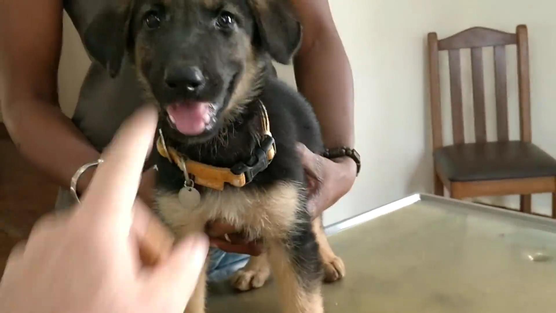 流浪狗被救眼中含泪,救助长蛆的流浪狗