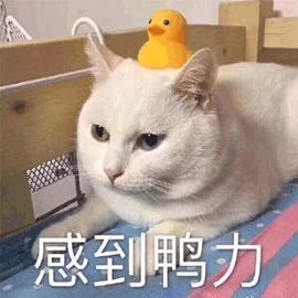 日本理科男的超高撞衫率，怎么穿都是错，审美难道没救了吗？