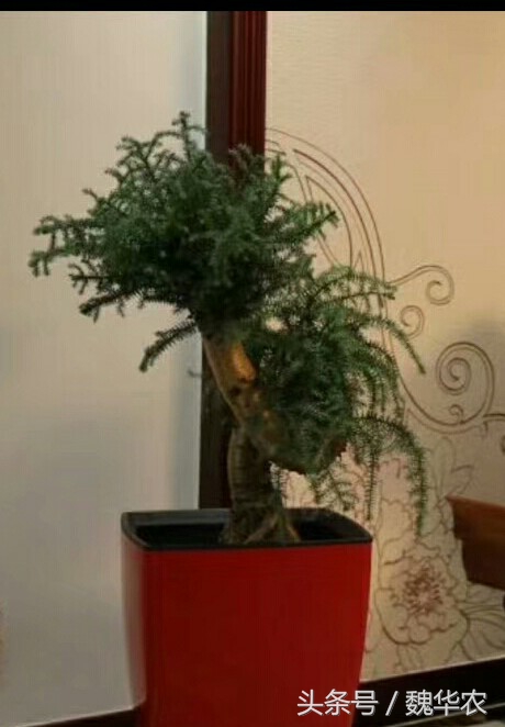 澳洲杉个别根部枯萎需要怎么救治,澳洲杉叶子发黄枯萎怎么补救