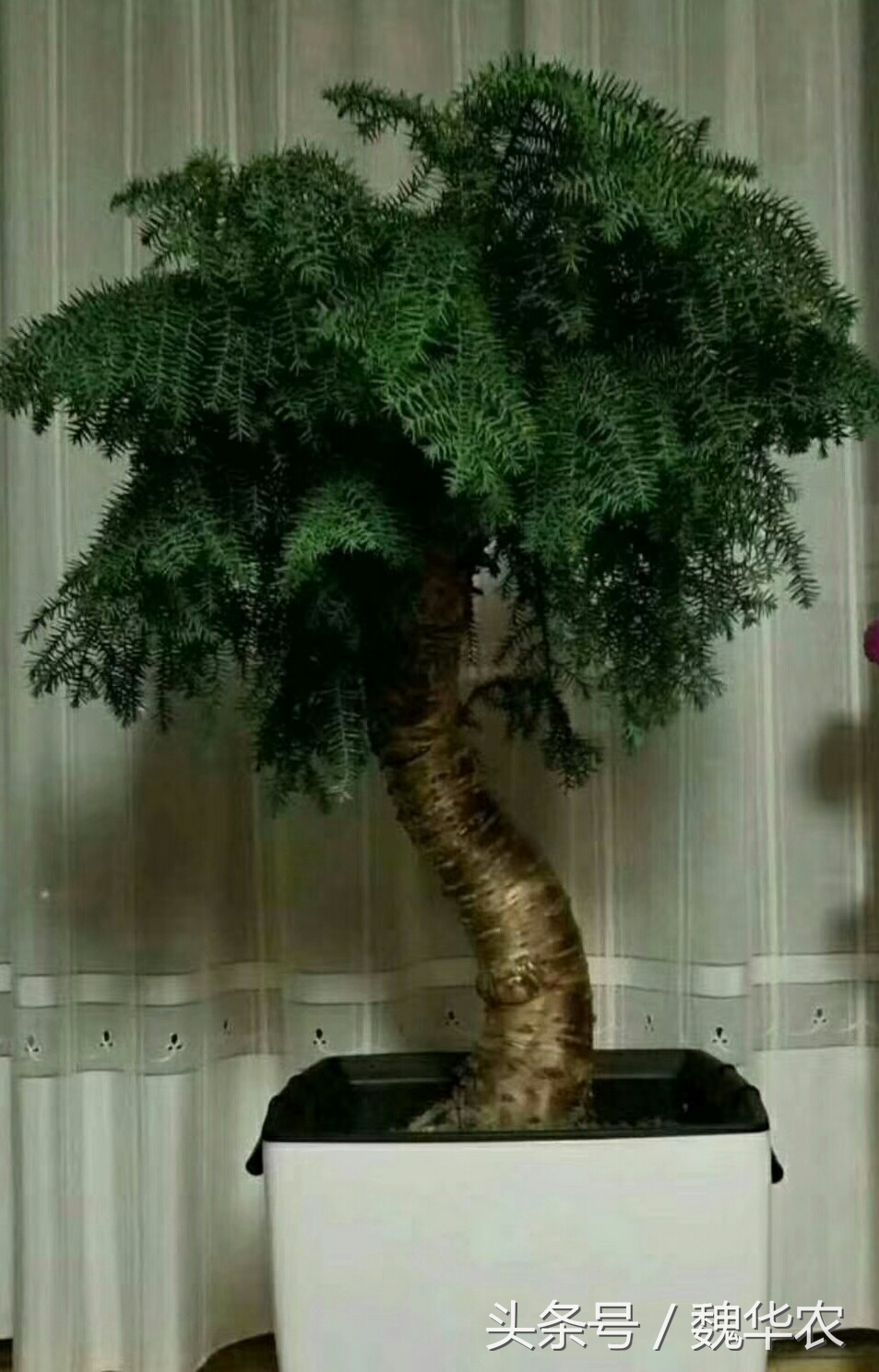 澳洲杉个别根部枯萎需要怎么救治,澳洲杉叶子发黄枯萎怎么补救