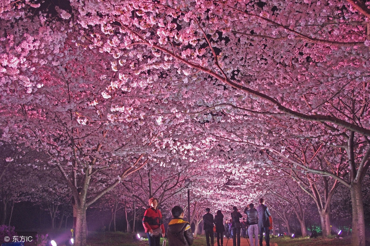 樱花代表浪漫,樱花代表浪漫爱情